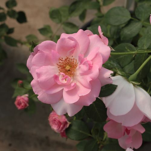 Jaskraworóżowy - Róże pienne - z kwiatami bukietowymi - korona krzaczasta